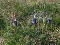 Koniklec luční český