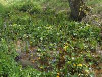 Blatouch bahenní
