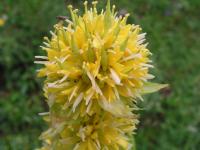 Hořec žlutý (Gentiana lutea)