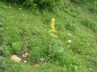 Hořec žlutý (Gentiana lutea)