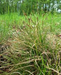 Ostřice oddenkatá (Carex rhizina)