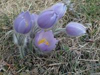 Koniklec velkokvětý (Pulsatilla grandis)