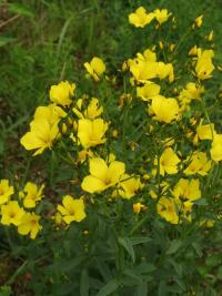 Len žlutý (Linum flavum)