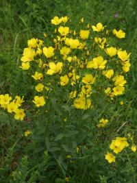 Len žlutý (Linum flavum)
