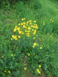 Len žlutý (Linum flavum)