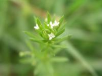 Svízel trojrohý (Galium tricornutum)
