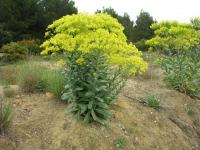 Boryt barvířský (Isatis tinctoria)