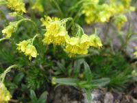 Chudina vždyzelená (Draba aizoides)