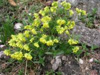 Chudina vždyzelená (Draba aizoides)