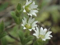 Rožec nízký (Cerastium pumilum)