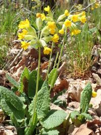 Prvosenka jarní (Primula veris)