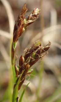 Ostřice oddenkatá (Carex rhizina)