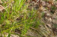 Ostřice oddenkatá (Carex rhizina)