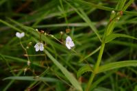 Rozrazil štítkovitý (Veronica scutellata)