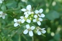 Potočnice drobnolistá (Nasturtium microphyllum)