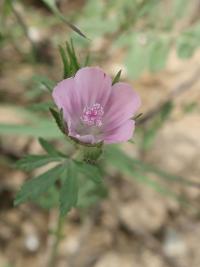 Proskurník chlupatý (Althaea hirsuta)