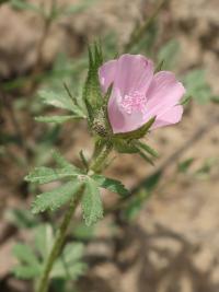 Proskurník chlupatý (Althaea hirsuta)