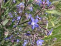 Pilát modrý (Anchusa azurea)