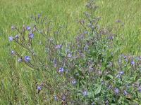 Pilát modrý (Anchusa azurea)