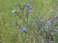 Pilát modrý (Anchusa azurea)