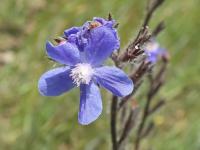 Pilát modrý (Anchusa azurea)