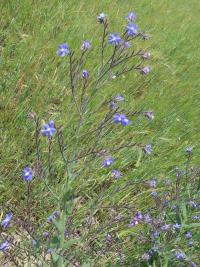 Pilát modrý (Anchusa azurea)