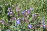 Pilát modrý (Anchusa azurea)