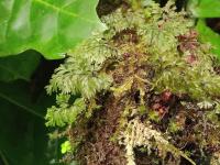 Blánatec kentský (Hymenophyllum tunbrigense)