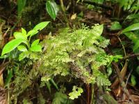 Blánatec kentský (Hymenophyllum tunbrigense)