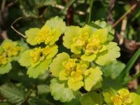 Mokrýš střídavolistý (Chrysosplenium alternifolium)