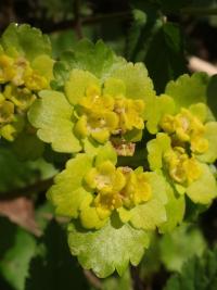 Mokrýš střídavolistý (Chrysosplenium alternifolium)