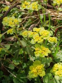 Mokrýš střídavolistý (Chrysosplenium alternifolium)