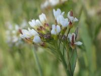 Huseníček rolní (Arabidopsis thaliana)