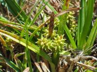 Ostřice pozdní (Carex oederi)