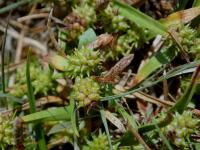 Ostřice pozdní (Carex oederi)