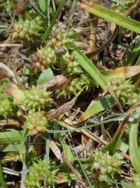 Ostřice pozdní (Carex oederi)
