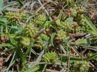 Ostřice pozdní (Carex oederi)