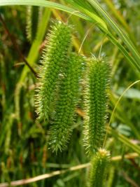 Ostřice nedošáchor (Carex pseudocyperus)