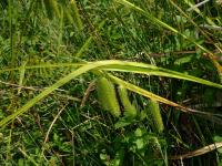 Ostřice nedošáchor (Carex pseudocyperus)