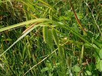 Ostřice nedošáchor (Carex pseudocyperus)