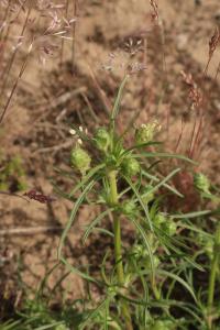Jitrocel písečný (Plantago arenaria)