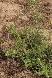 Jitrocel písečný (Plantago arenaria)