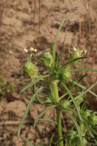 Jitrocel písečný (Plantago arenaria)