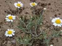 Rmen rusínský (Anthemis ruthenica)