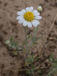 Rmen rusínský (Anthemis ruthenica)