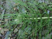 Přeslička největší (Equisetum telmateia)