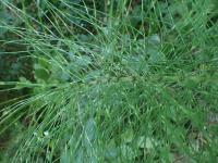 Přeslička největší (Equisetum telmateia)