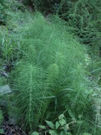 Přeslička největší (Equisetum telmateia)