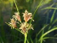 Kamyšník širokoplodý (Bolboschoenus laticarpus)