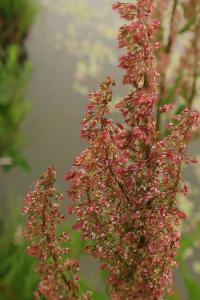 Šťovík vodní (Rumex aquaticus)